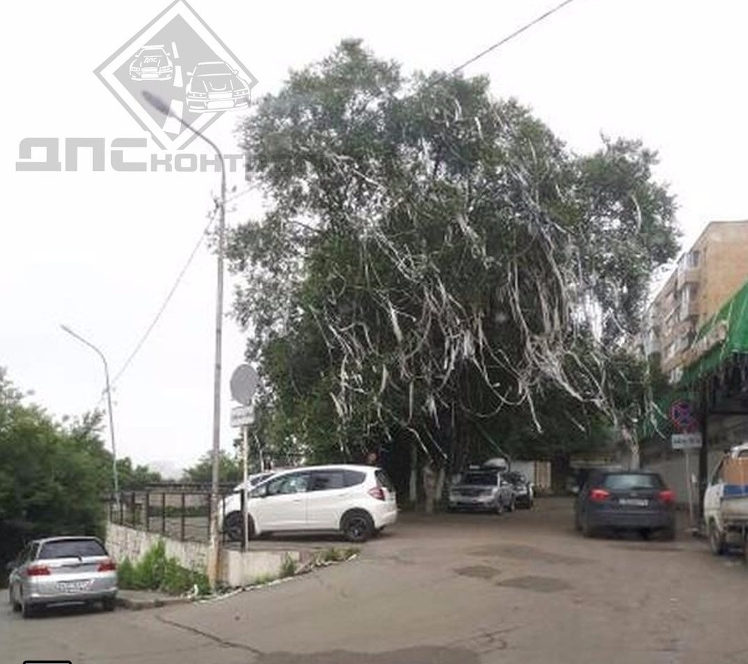 Флешмоб с использованием туалетной бумаги развеселил приморцев