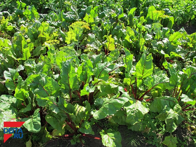 Аграрии Хабаровска приступили к заготовке кормов