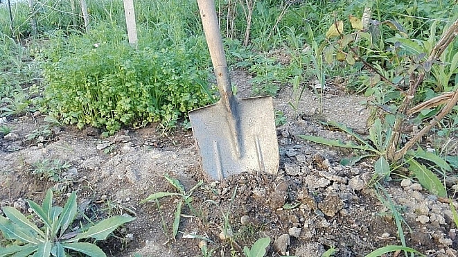 Пенсионерка из Приморья кормилась с огорода совсем не овощами