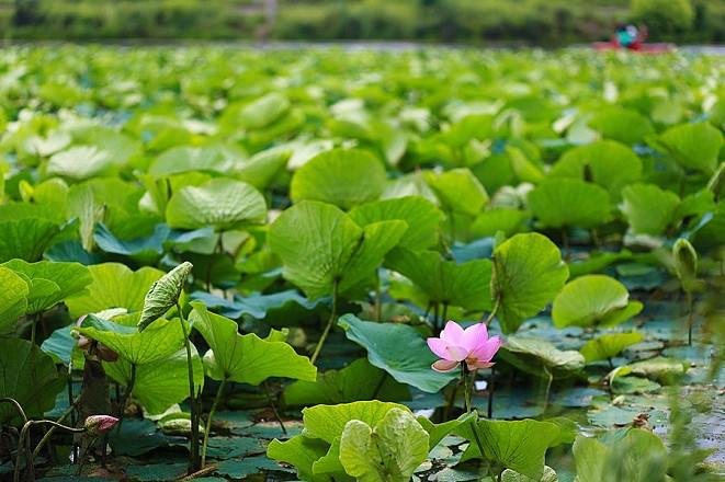 Чудеса происходят на одном из озер Хабаровского края