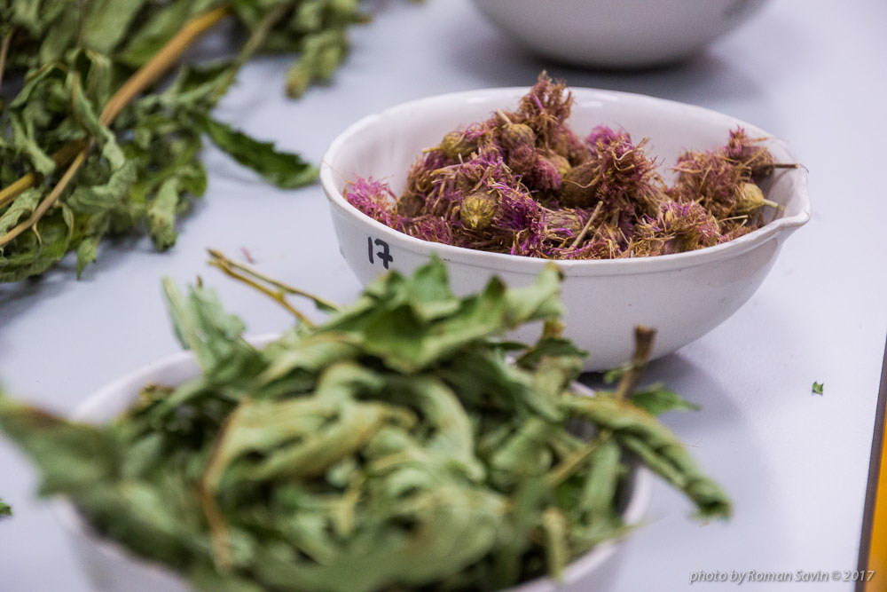 Приморские ученые открыли новые свойства дальневосточных растений