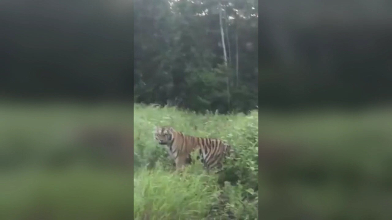 Семью тигров сняли в запретной зоне Приморья (видео)