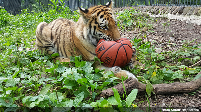 В Приморском Сафари-парке отметили двойной день рождения