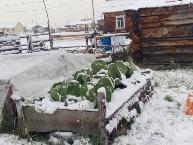 Сельхозугодья в Якутии оказались под слоем снега  (фото)