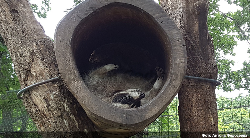 Исчезнувшие виды животных обитают в Сафари-парке