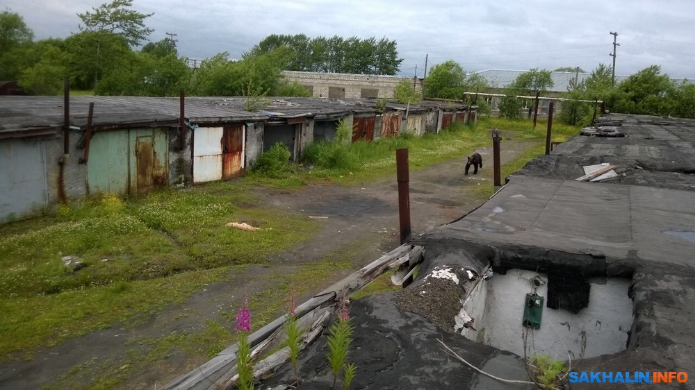 Медведь две недели терроризировал жителей Сахалина