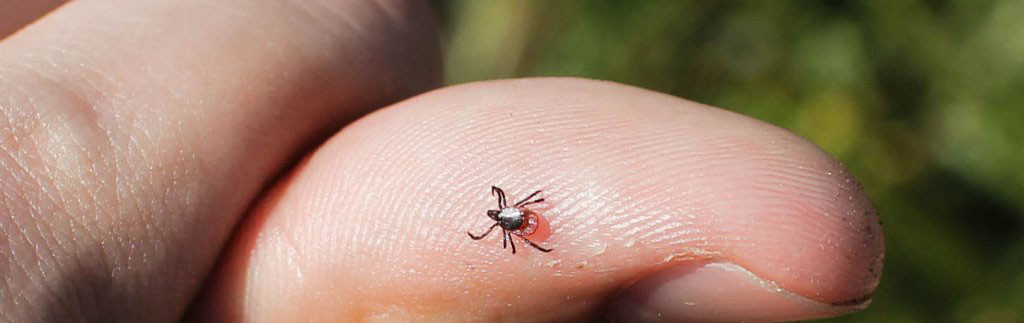 Более 800 случаев клещевого энцефалита зафиксировано в России