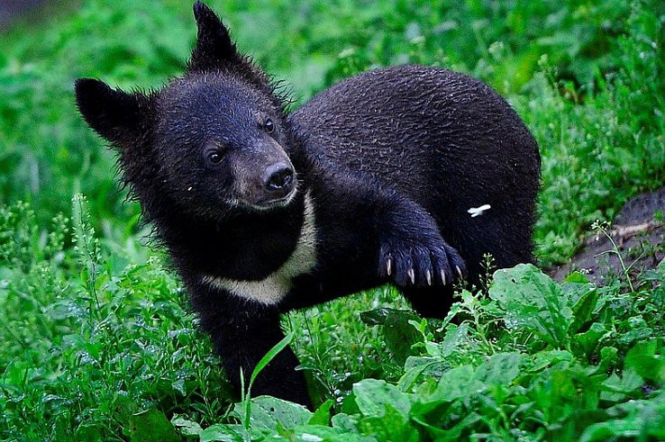 На Камчатке медведь решил подлечиться