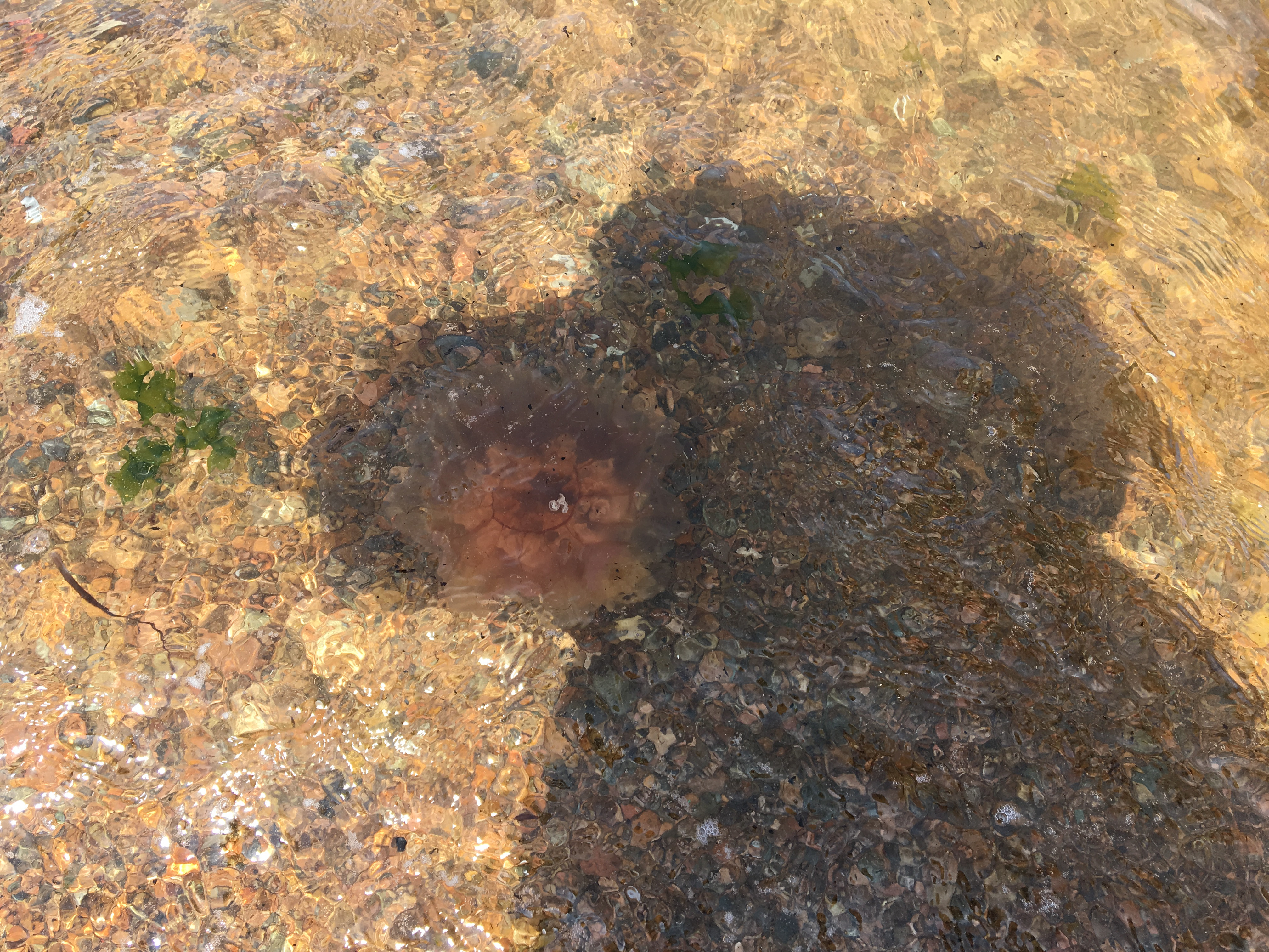 Простые секреты спасения от медуз и солнечных ударов