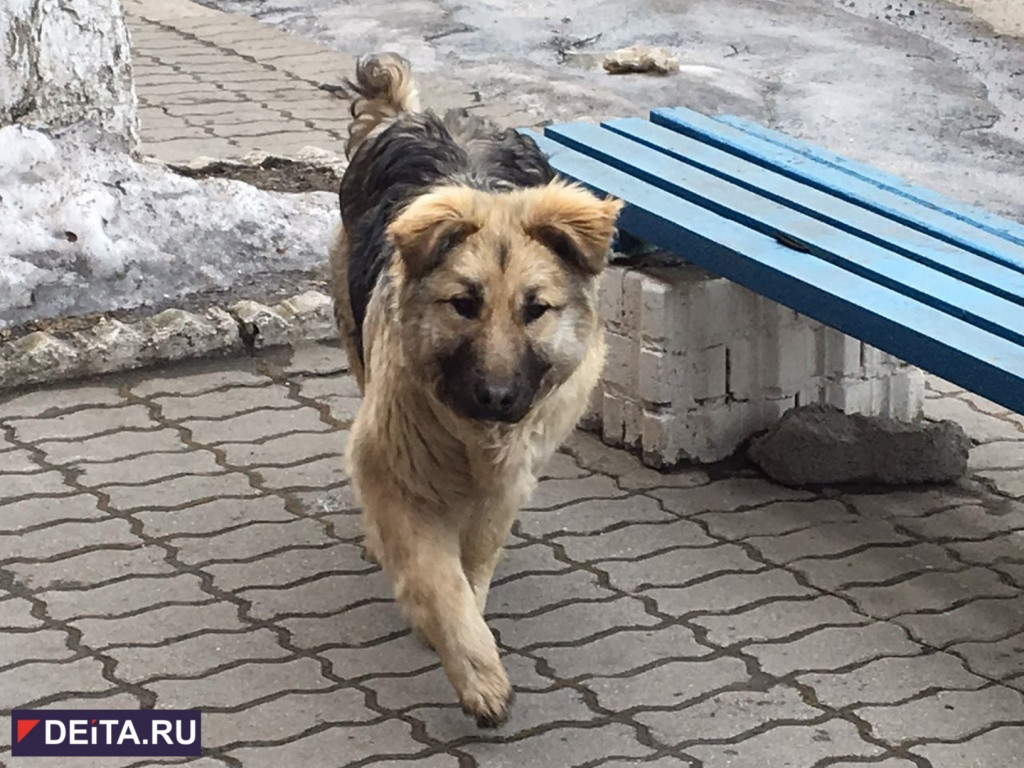 Улицы приморских городов могут заполнить трупы животных