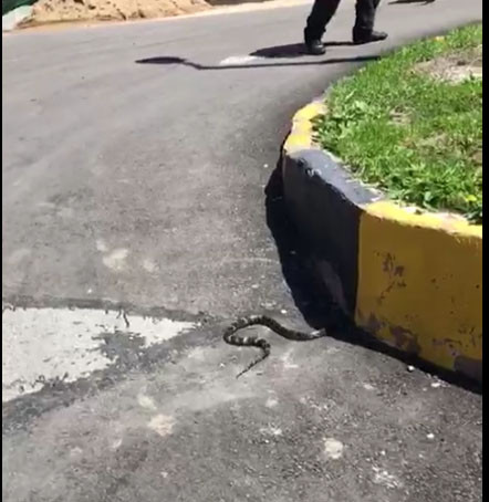 Змея заявилась к жителям элитной новостройки во Владивостоке (видео)