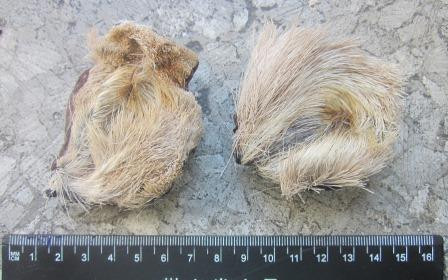 Приморец пытался нелегально вывезти в Китай ценный груз