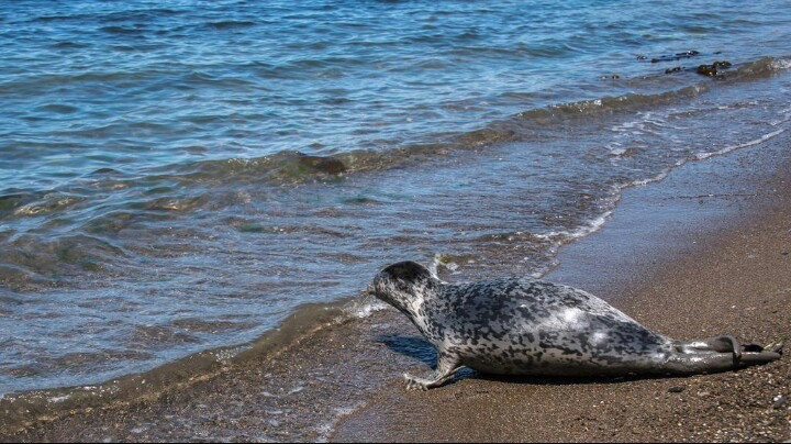 Спасенный детеныш ларги поправился в два раза