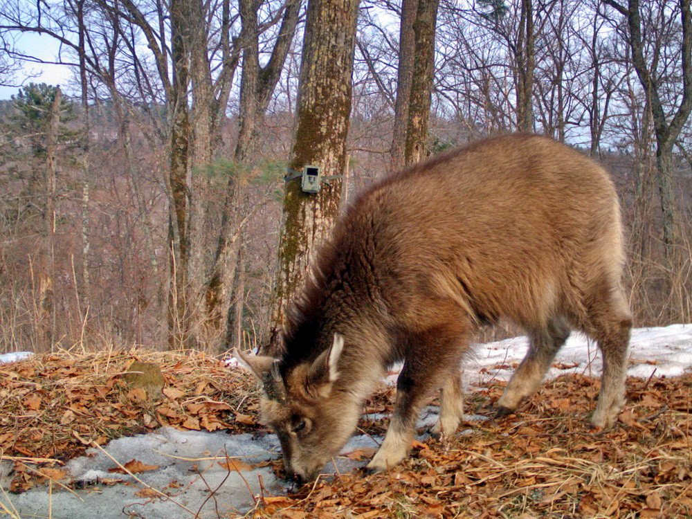 Уникальные кадры с участием краснокнижного животного получили в Приморье
