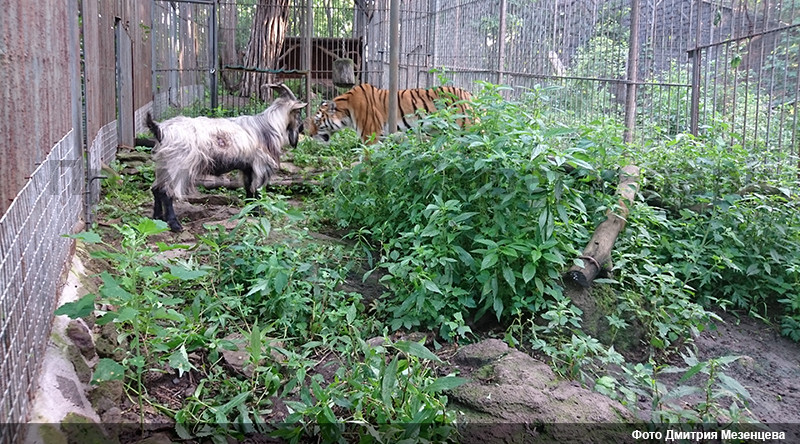 В Приморье дружба тигрицы Уссури и козла Тура длится месяц (видео)