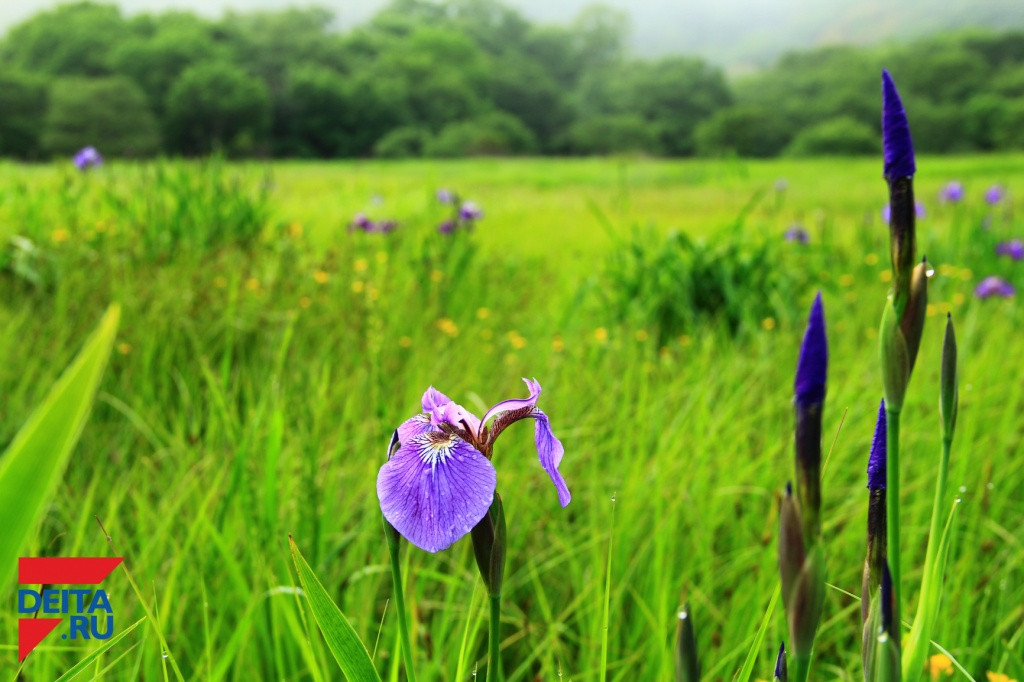 Пользователи «дальневосточного гектара» смогут получить домокомплекты