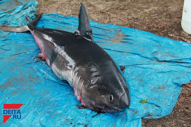 Редкую рыбу, встречающуюся в Приморье поймали рыбаки Сахалина