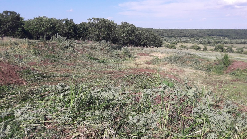 Полицейские уничтожили 2 млн. опасных кустов в Приморье