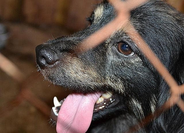 Бойцовская собака напала на ребенка на Сахалине