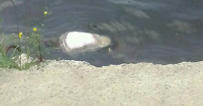 На причал в районе Дальзавода во Владивостоке вынесло труп мужчины