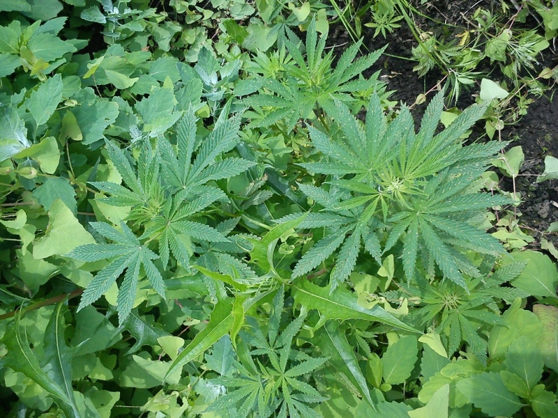 Безжалостное уничтожение конопли не прекращается в Приморье