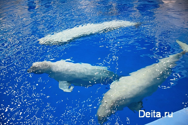 Редкое явление произошло в акватории бухты на Камчатке