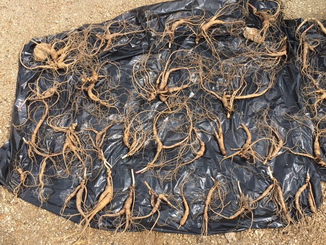 Чистоплотный браконьер орудовал в Приморье