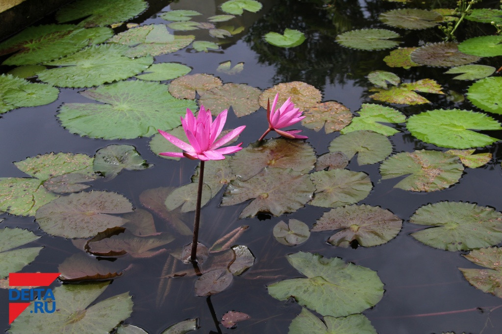 За селфи с лотосами хабаровчанкам придется заплатить