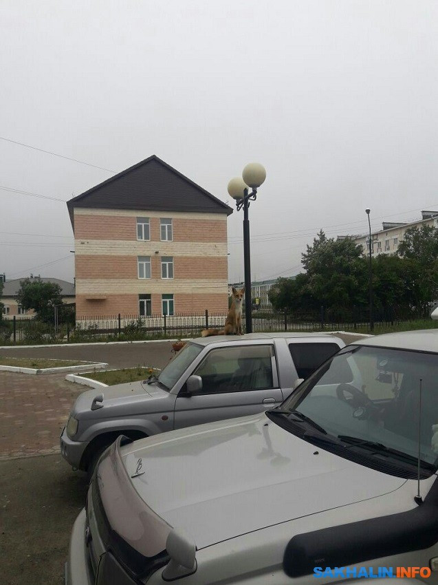 Лиса-автолюбитель удивила жителей Сахалина