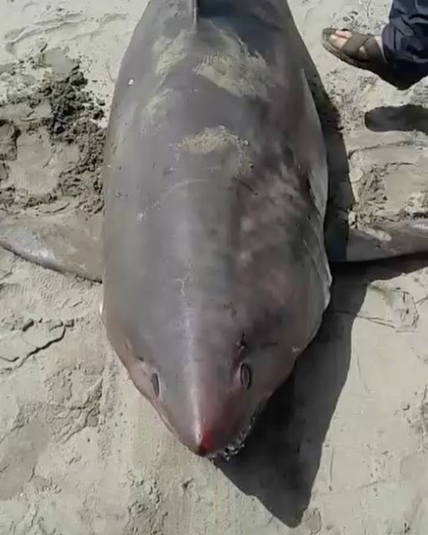 Чудище вместо горбуши – улов поразил сахалинских рыбаков (видео)