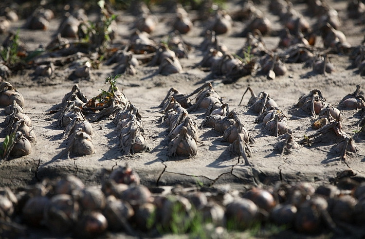 В Приморье затоплены сельхозугодья