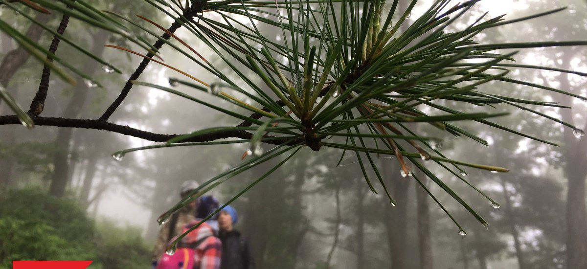 Сборщики дикоросов заблудились на Сахалине