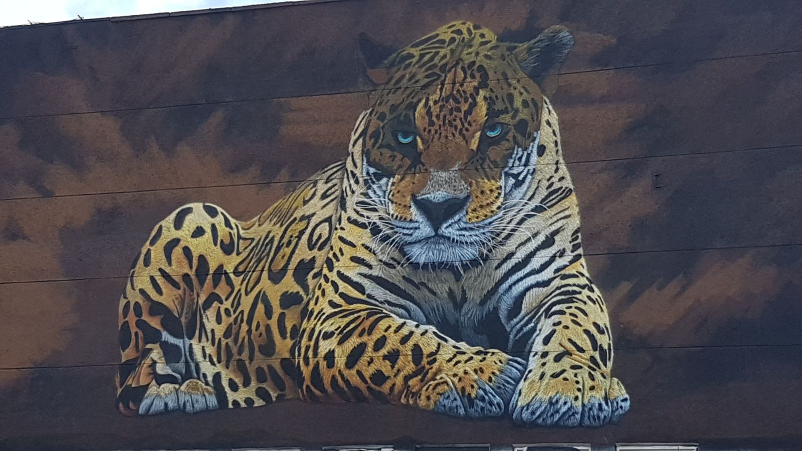 Владивостокцы восхищаются огромным леопардом на видовой площадке