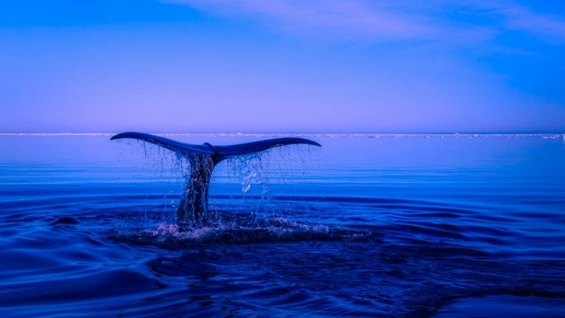 Гигантский кит застрял в реке в Хабаровском крае