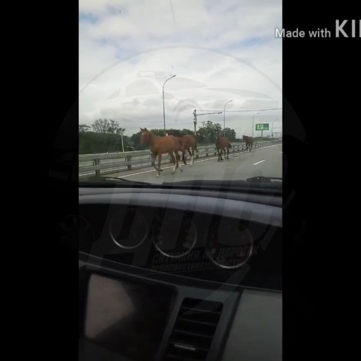 Лошади на Русском мосту смутили автолюбителей (видео)