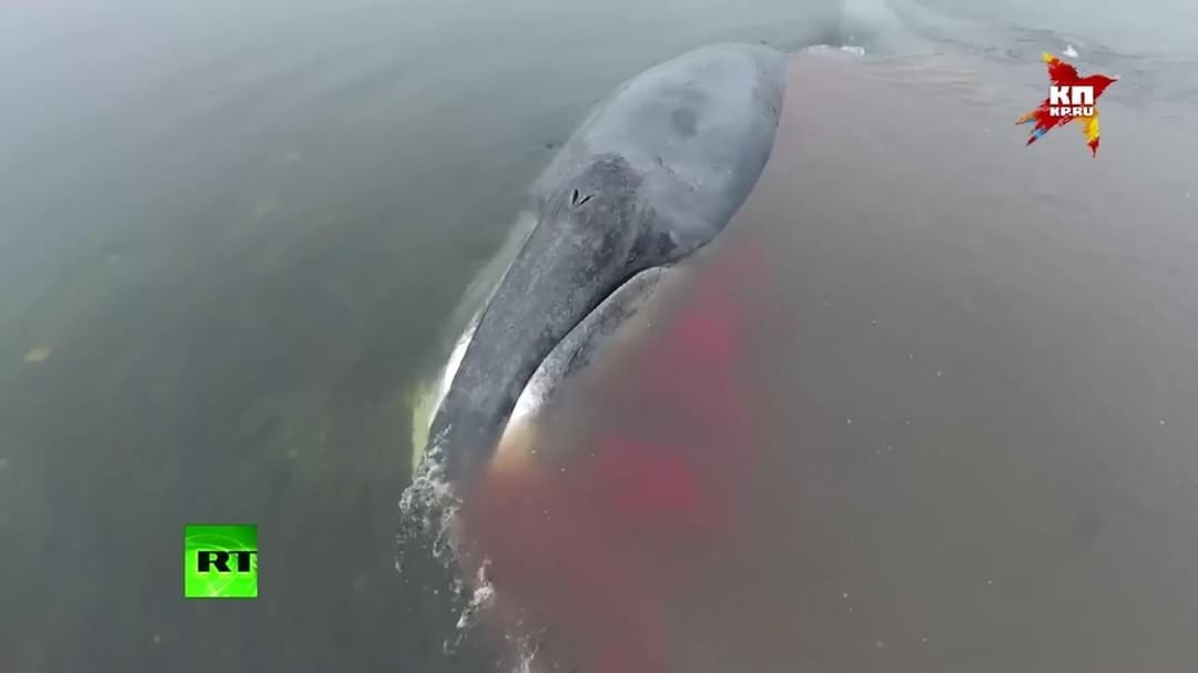 Гренландского кита спасли в Хабаровском крае (видео)