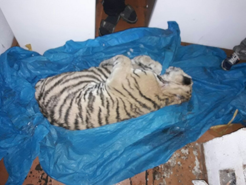 Убийцу тигров задержали в Приморье