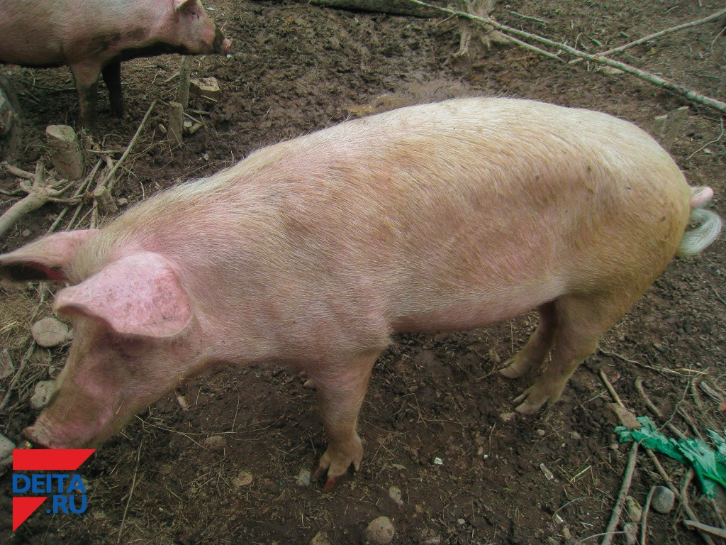 В неподобающих условиях содержат свиней на ферме в Приморье