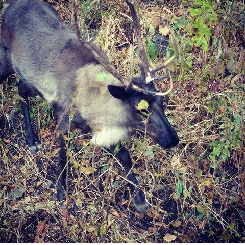 Друга лучше собаки обнаружил житель Англии