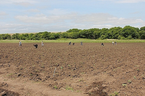 Регионам придется привлекать получателей «дальневосточных гектаров»