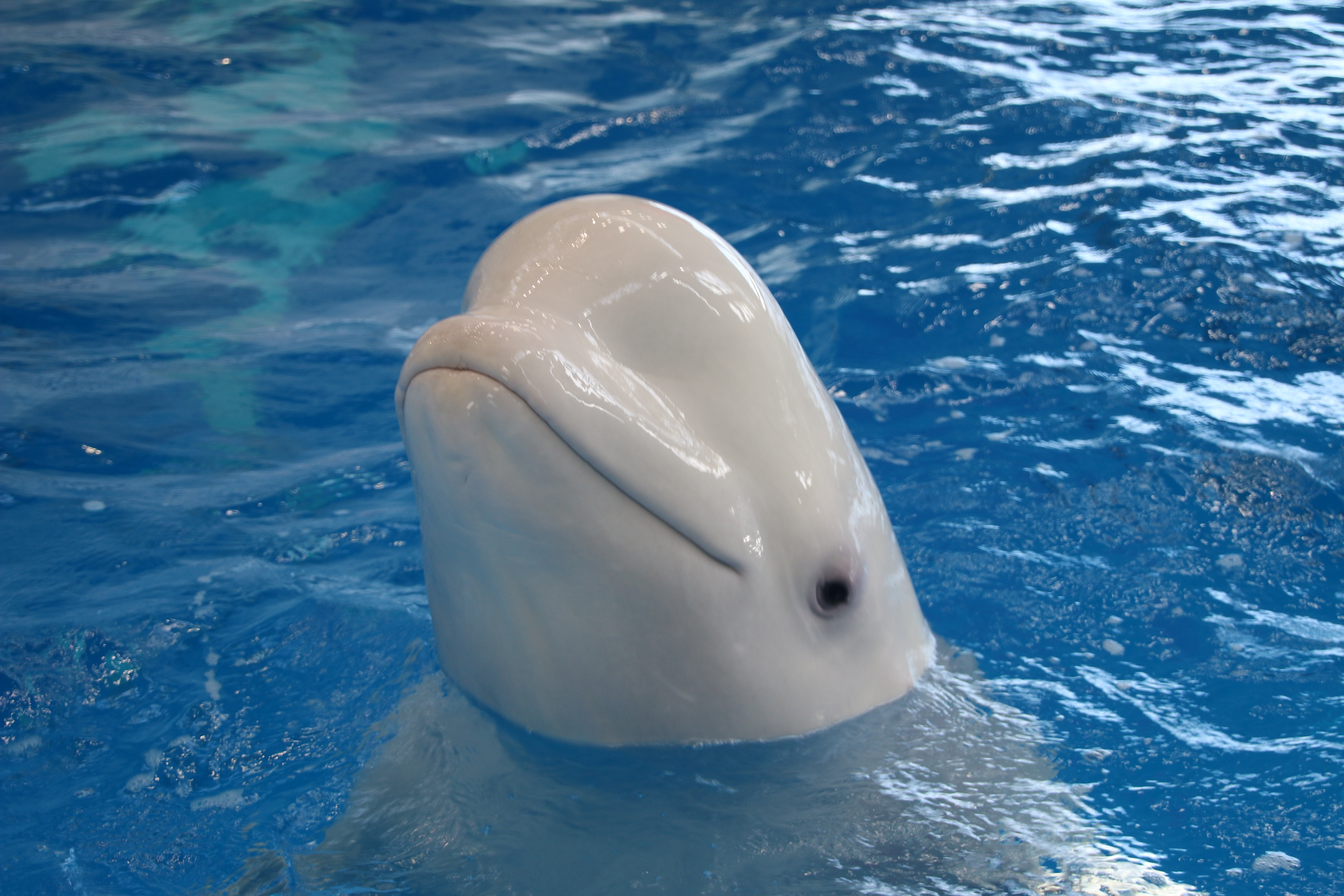 Приморский океанариум показал, чем кормят животных (фоторепортаж)