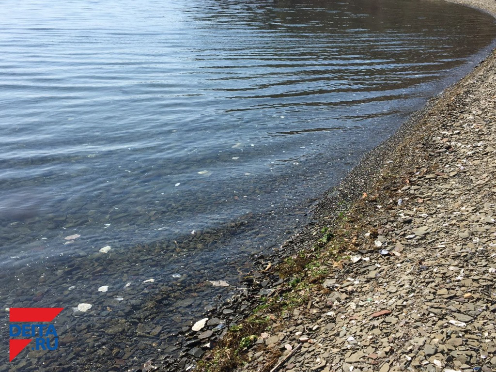 «Всё море в солярке!» - жители Владивостока испугались за свое здоровье (видео)