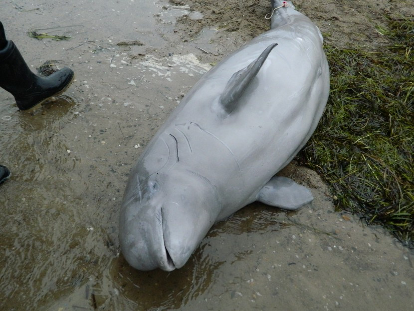 В Испании любители селфи замучили дельфина