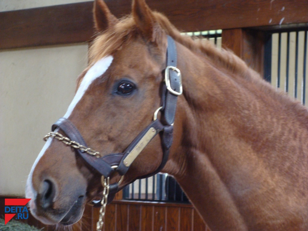 На Камчатке не могут найти идеальный "гектар"