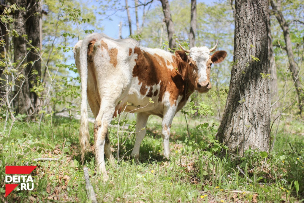 В Приморье ТОР расширят для иностранного проекта