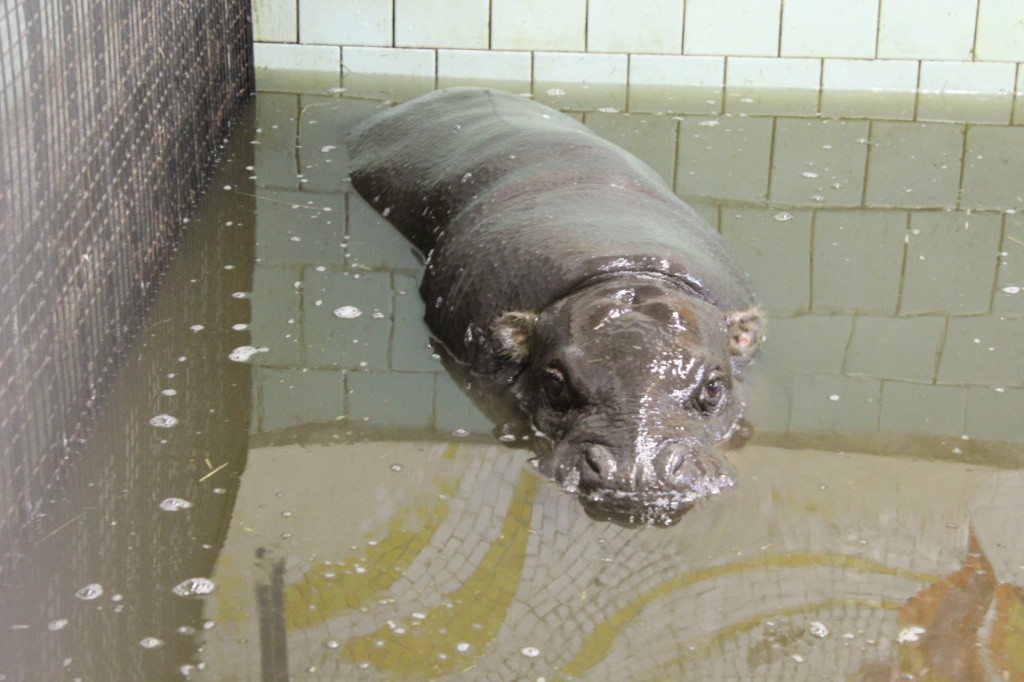 Карликовый бегемот появился в Калининградском зоопарке