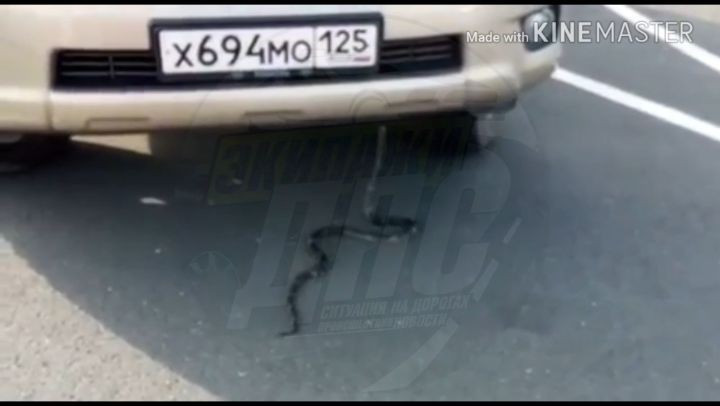 Большая змея «захватила» элитное авто в Приморье (видео)