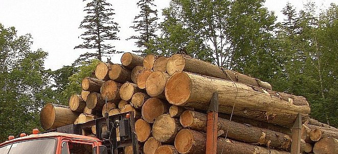 Владивосток может остаться без деревьев и пригородных лесов (видео)