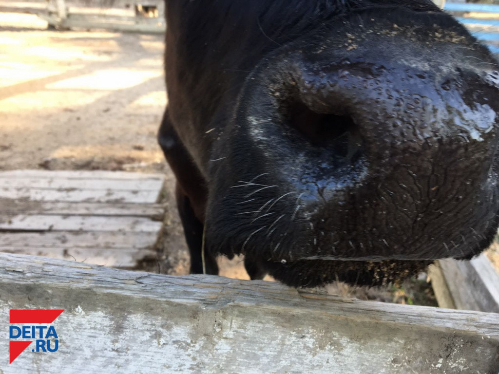 В Уссурийске фермер наказан за антисанитарию