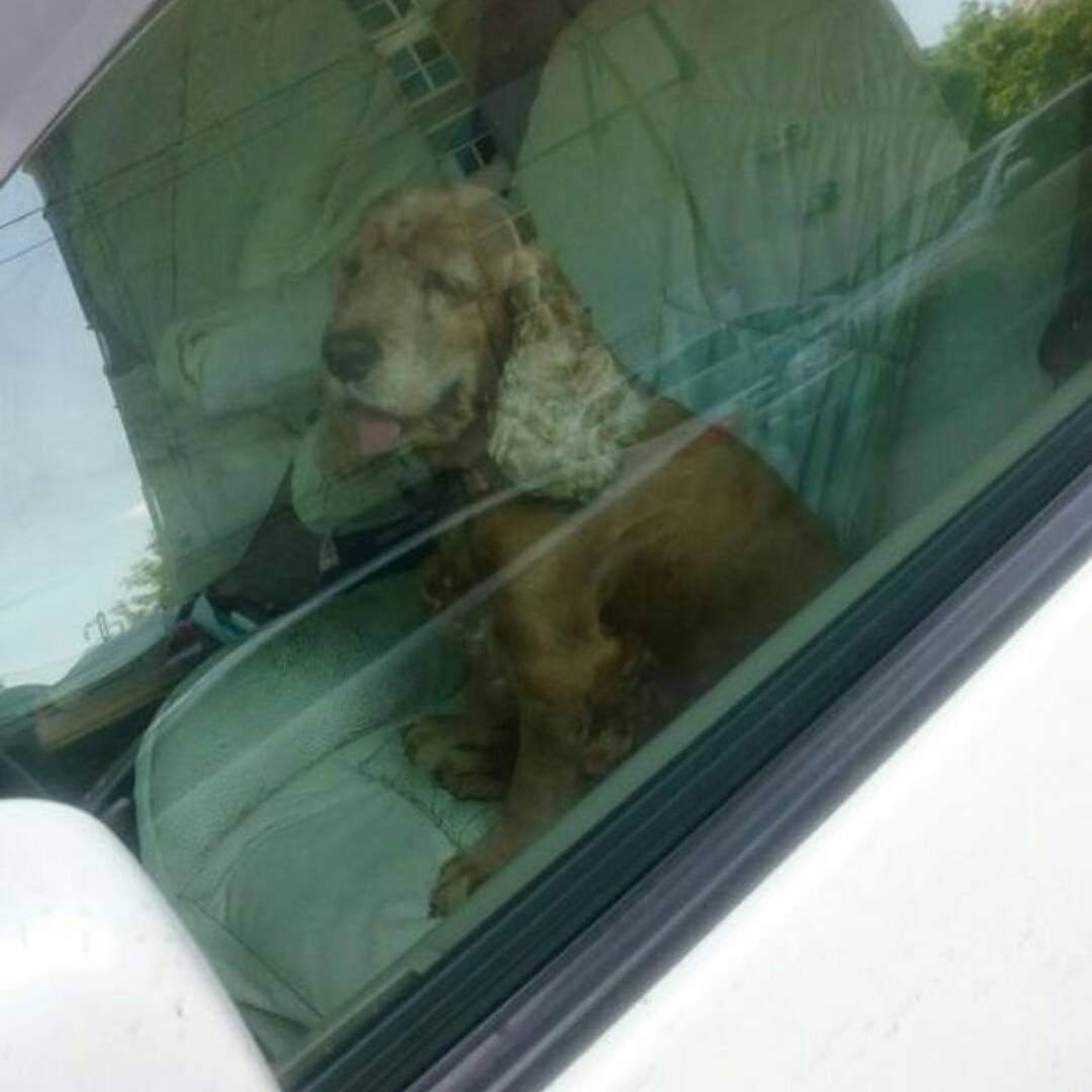 Во Владивостоке пытаются спасти собаку (фото)